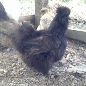 BLACK SILKIE