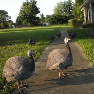 Exploring the front yard.