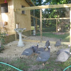 Out of the coop first thing in the morning! They love this time of day!