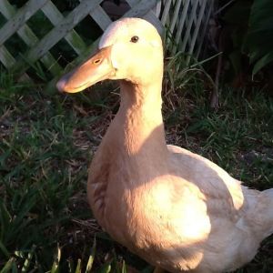 Does anyone know what type of duck this is? If so what gender?