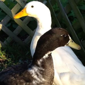 My ducks Avery and Blake. I know that ones a pekin but does anyone know what the blackish one is? I will gladly add additional photos of him if needed.