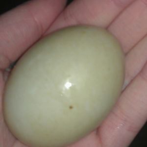 first egg