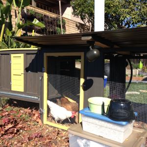 Mid Century Coop & Run