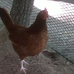 This is one of my girls. This picture was taken while they were in a temporary inclosure while their coop was cleaned.