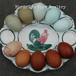 Rainbow of Egg colors