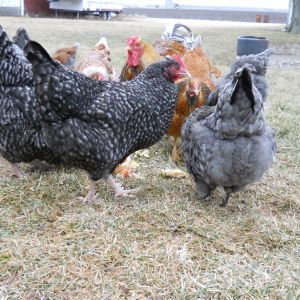 Mixed flock. Blue laced wyandottes, golden laced wyandottes, cuckoo marans and their mixed offspring