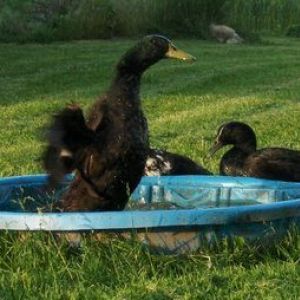 Sir Drake showing off in the pool