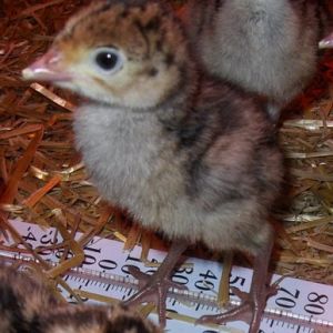 Narragansett poults