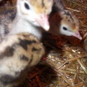 narri poults