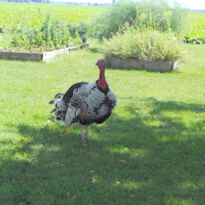 Jake in the garden -- Narragansett tom