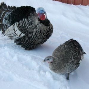 narri pair