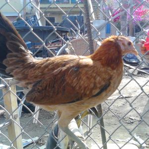 Medium sized game hen I got at a pet store out here in east los.