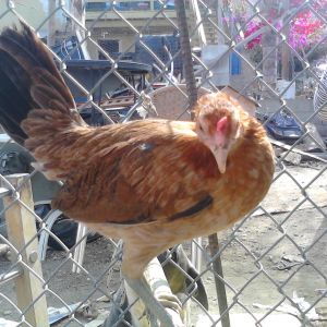 Better pic of the same hen