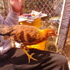My normal sized game hen, a mix between a roundhead and a sweater. Just started maturing. Also got from the same pet store.