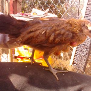 And my little game chick not sure if its a hen or rooster yet but have had him for about 1 month or 2.