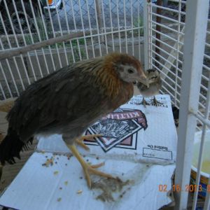 hen about 2 weeks after i got her.