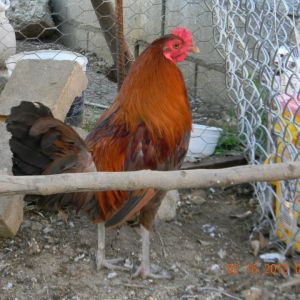 My rooster before dubbing