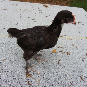Voodoo Black Marans Cockeral - 1 month old