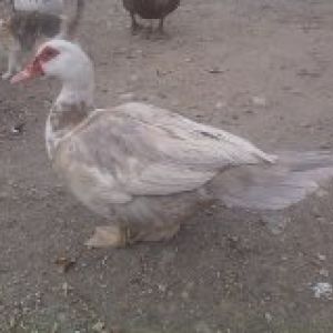 Lilac or Blue fawn duck