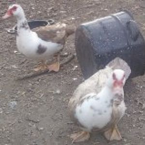 Chocolate ducks