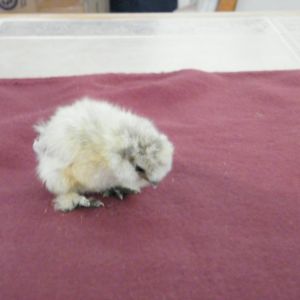 Chiquita

Believe it or not (I hardly believe it myself) but this is my "House Chicken".  All my other pets have chosen other members of my family instead of me...  "How could they," I say!  Well phooey on all of them; so,  I have chosen this little toot to be my pet.