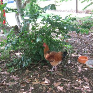 One of our original babies.  Hatched from fertilized eggs bought for a broody hen.