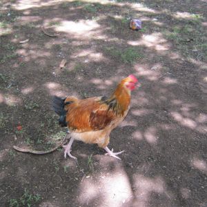 Another original baby, four chicks from 6 eggs.  Turned out to be 3 roosters and one hen.