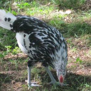 Our hamburg rooster.