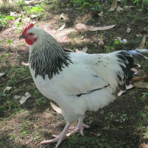 One of our big boys.  Soon to be sold.  :(