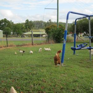 Chickens now having to share a yard with ducklings.