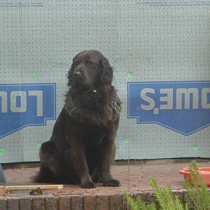 Hank watching over his babies.