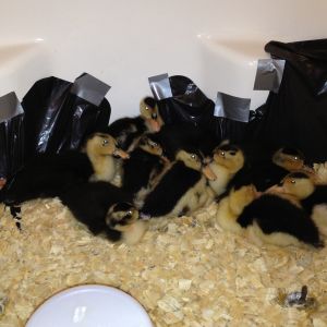 4-3-13 they have already out grown the box!! They have been spending the night outside in the new covered pen. It got cold and rainy, so the hubby brought the in and put them in the big bath tub.