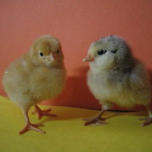 Buff Orpington & Ameraucana chicks