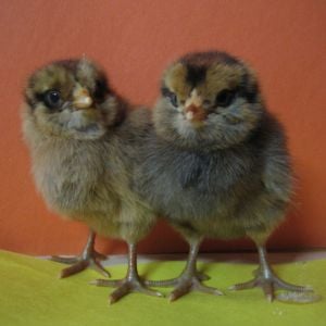 Ameraucana chicks