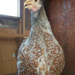 The lacing is so pretty!