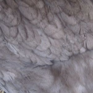 the feathers right above her legs
