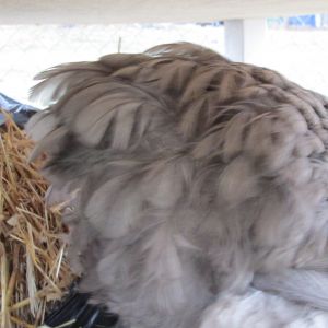 her tail feathers