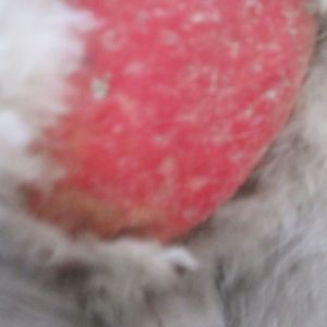 her bum(white spots are where feathers are SUPPOSED to be growing in