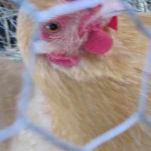 Saffron, my buff orphington, who's feathers look kinda chewed.