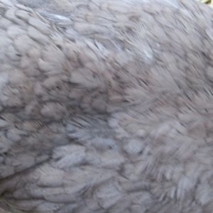 full view of her back