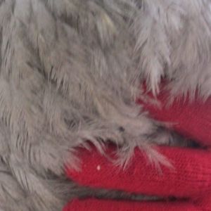 her underfeathers/feathers on her stomach