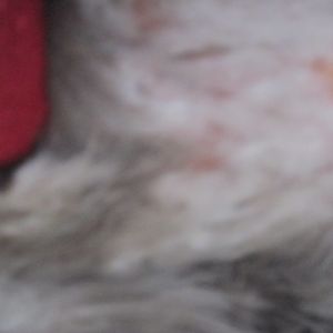 an up-close of her stomach. feathers naturally white :(