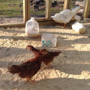 Ming Ming, Daisy and our 2 Rhode Island Reds... Cherry and Red Velvet