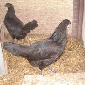 I am breeding our black wild cat blue to back hens to start a black side and it is working most from the blacks on black come black now,these blues have been bred 39 years with out any outside blood