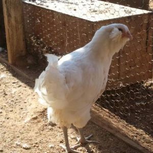White Ameraucana