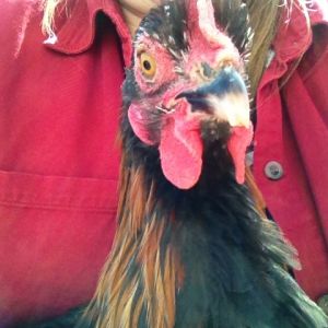 Pierre (broken beak tip)