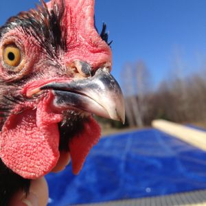 Pierre's beak (broke & crack)