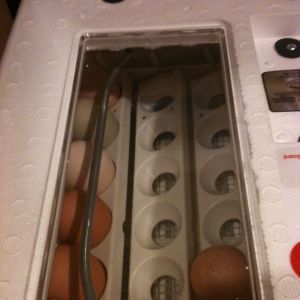 1st time trying to hatch eggs...