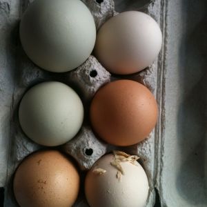 yesterday's haul from the coop 6 eggs from 7 hens :)