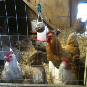 they all come running looking for their treats...